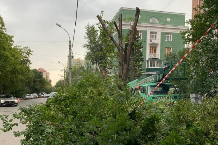 Улицу Урицкого лишили черемуховой аллеи в Новосибирске