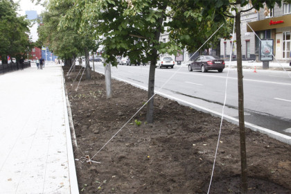 Пятьсот лип на 8 млн закупили для озеленения улиц Новосибирска