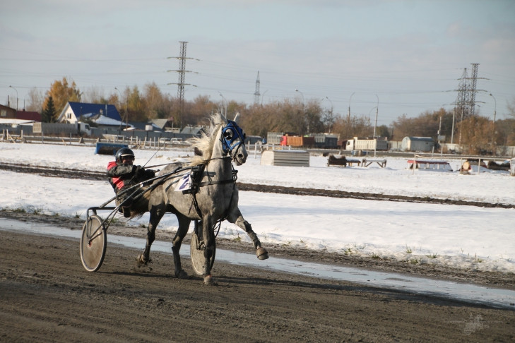 Лошади Новосибирского ипподрома отправились на зимовку раньше срока