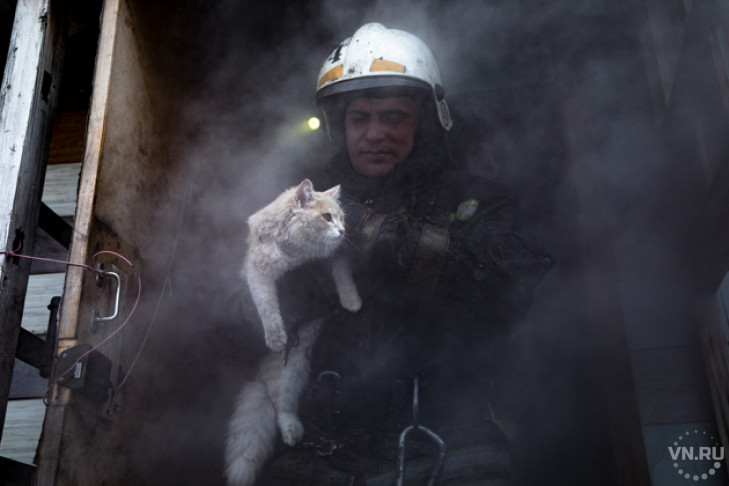 Фото пожарного, выносящего кота из огня, умилило новосибирцев