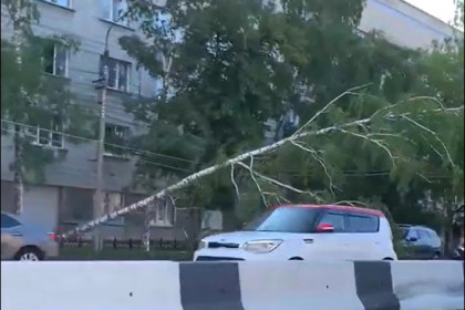 Дерево повисло на проводах на улице Танковой в Новосибирске