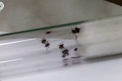 Самые опасные места по клещевому энцефалиту названы в Новосибирске