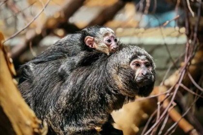 У редких белолицых саки в Новосибирском зоопарке родился третий малыш