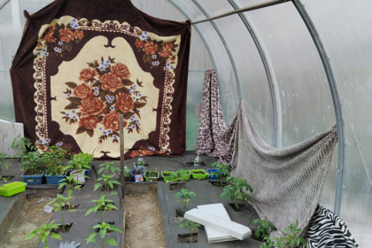 Новосибирские дачники спасают рассаду от заморозков пледами и одеялами