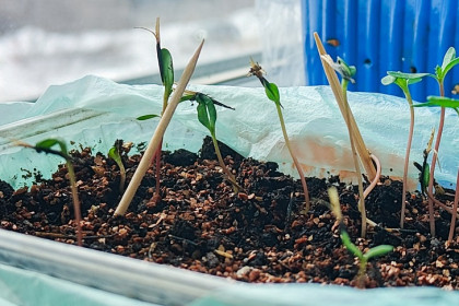 В Новосибирске агроном Юрий Поценко развенчал миф о фантастических саженцах