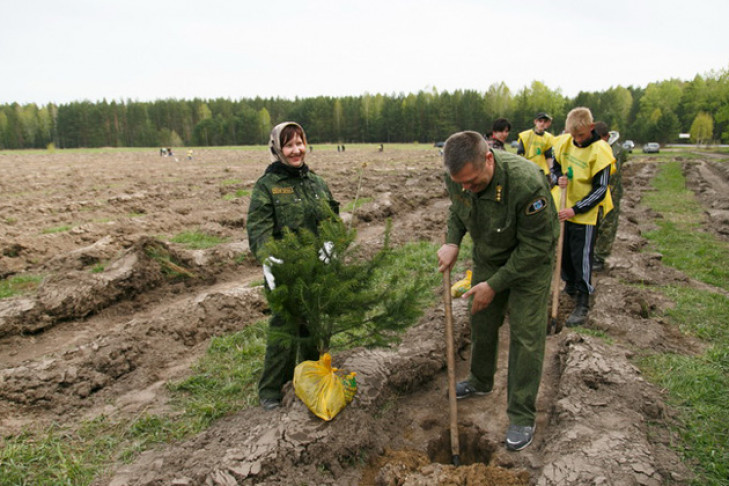 Площадь погибших лесных насаждений в регионе назвал Новосибирскстат