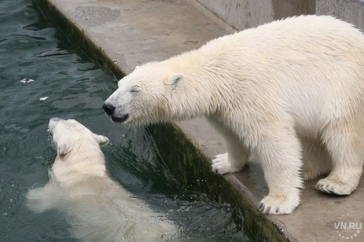 Фото зверей-инстаграмеров показали в Новосибирском зоопарке