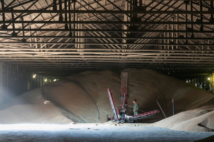 Почти 300 тысяч тонн зерна экспортировали из Новосибирской области с начала года