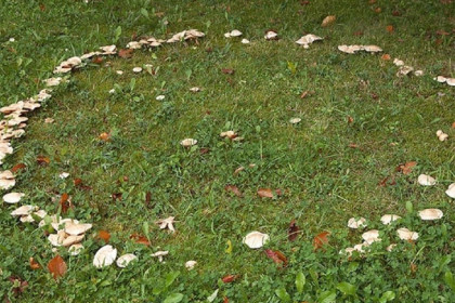 «Ведьмин круг» из грибов у церкви обнаружили в Новосибирске