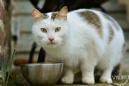 Чем можно и нельзя кормить кошек – правда и мифы