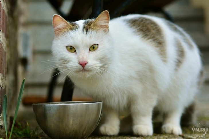 Чем можно и нельзя кормить кошек – правда и мифы