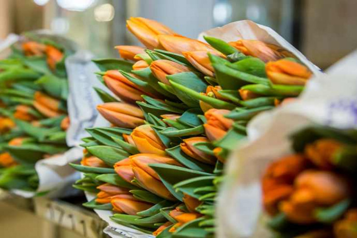 «Цветы придется выбросить на помойку» – самолеты с тюльпанами к 8 Марта для сибирячек застряли в Амстердаме 