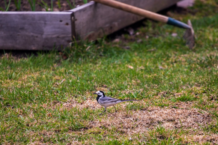 Первые предостережения получили собственники заброшенных дач в Новосибирске