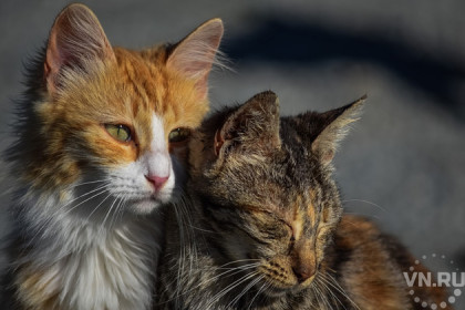 Война за кошек: зоозащитники против ТСЖ
