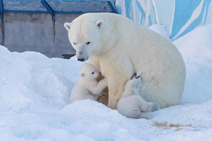 Белых медвежат-двойняшек в Новосибирске назвали Белка и Стрелка
