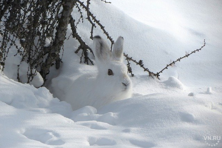 Зайцев, лосей и лисиц пересчитали в Новосибирской области