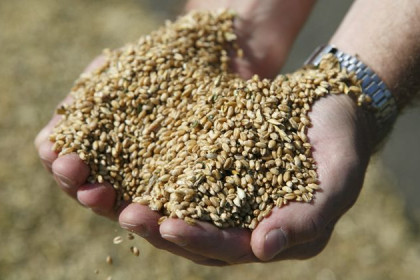 Андрей Травников: «Ситуация по отгрузке зерна изменилась в лучшую сторону»