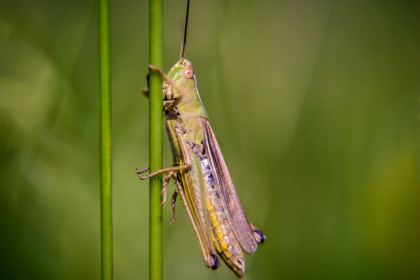 Нашествие саранчи на Новосибирск опровергли эксперты Россельхознадзора