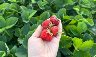 Плохой урожай ягод в Новосибирской области: с чем это связано