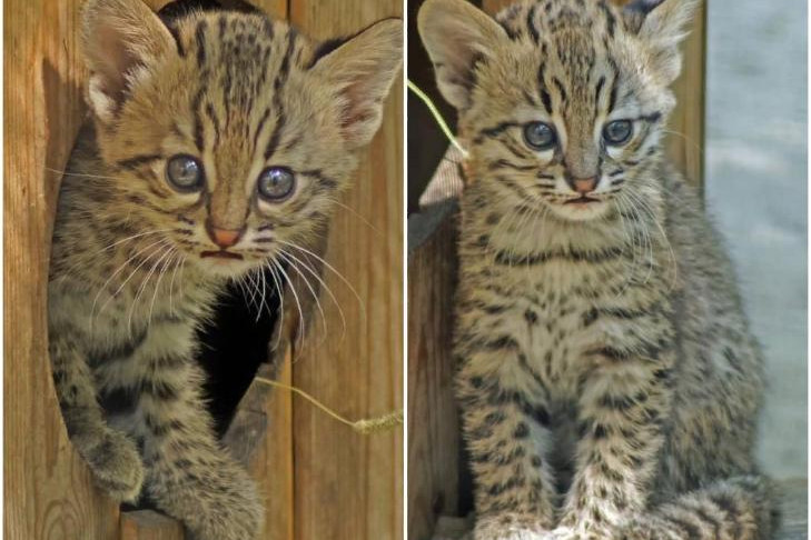 Двойня кошек Жоффруа родилась в Новосибирском зоопарке