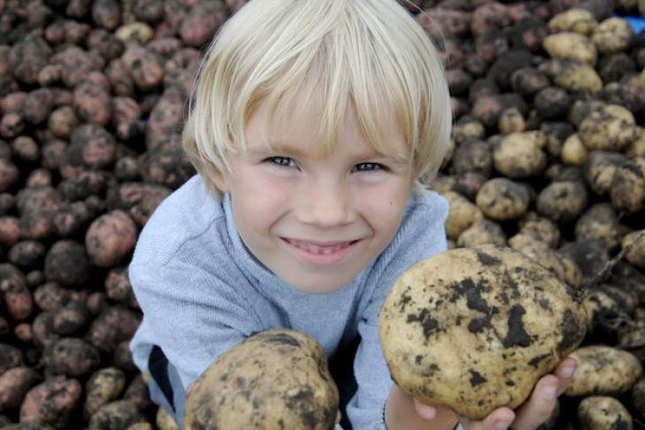 Тысячи жителей НСО вышли в поле копать картофель 