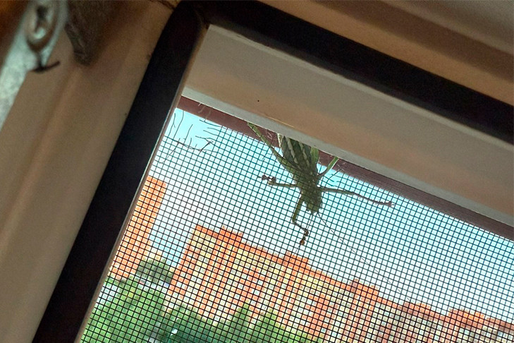 Огромное зеленое существо заглянуло в окно жительницы Новосибирска