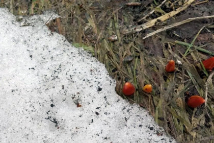 Первые цветы ожили в Новосибирской области