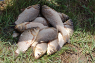 Ограничения на рыбалку введены в Новосибирской области