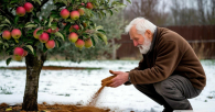 Сыплю под яблоню в апреле – в августе собираю урожай: ранняя подкормка плодовых деревьев в Сибири