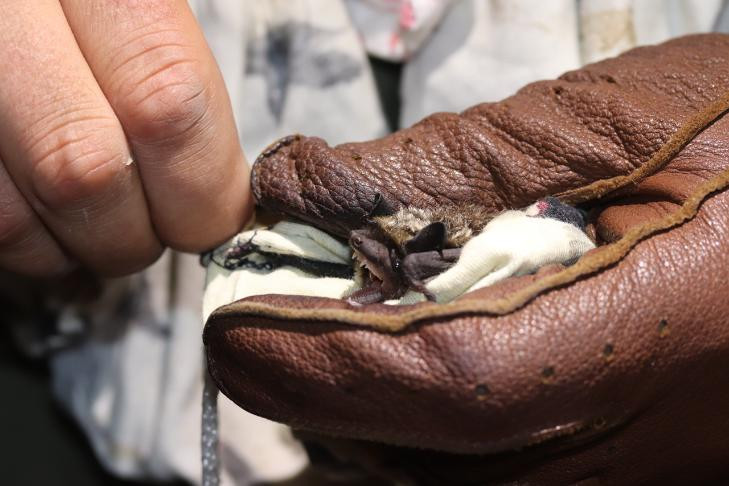 Детский сад летучих мышей на крыше нашли жители села под Новосибирском