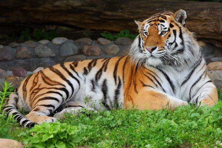 День Амурского тигра и Дальневосточного леопарда проходит сегодня в Новосибирском зоопарке