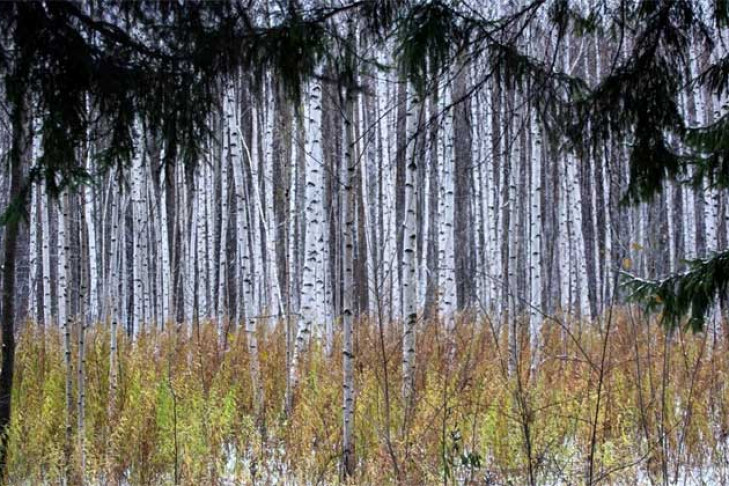 Более полусотни человек потерялись в новосибирских лесах