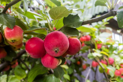 Яблочный Спас-2025: диетолог Писарева назвала безопасное количество яблок в день