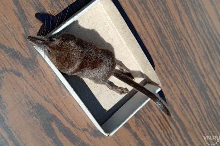 Нашествие зверьков с красными зубами наблюдается в Академгородке