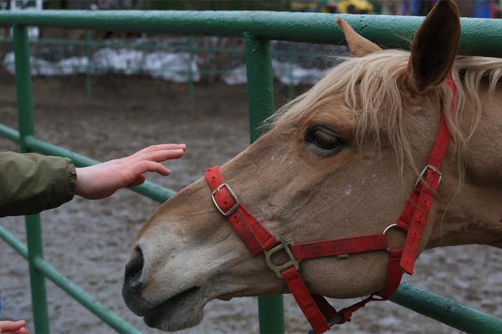 Соседки в Новосибирске не могут поделить территорию из-за лошадей