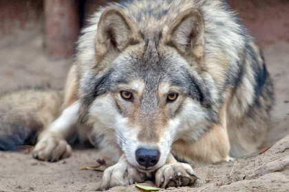 Охотник Виктор Павлов избавил от волков жителей новосибирского села Бергуль