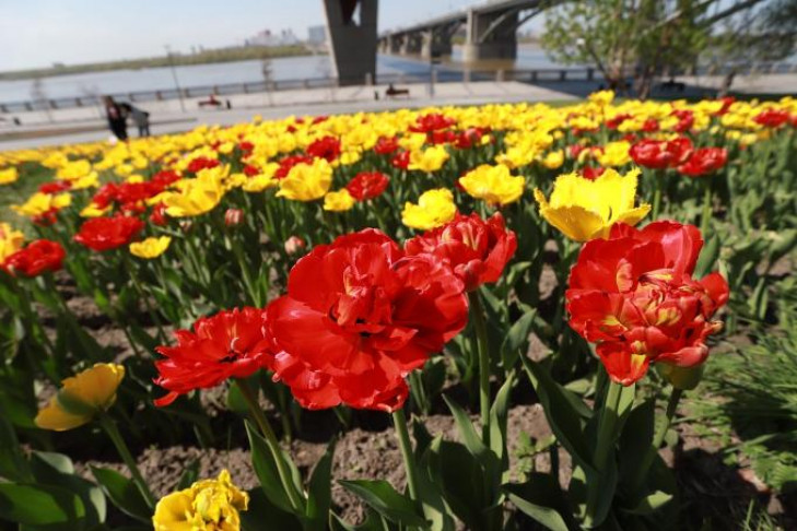 Тысячи тюльпанов расцвели на Михайловской набережной Новосибирска