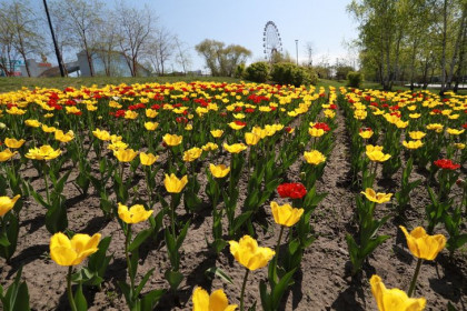 Новосибирск украсят 300 тысячами цветов в конце мая-2022
