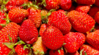 Российские бабушки начали продавать китайскую клубнику под видом своей