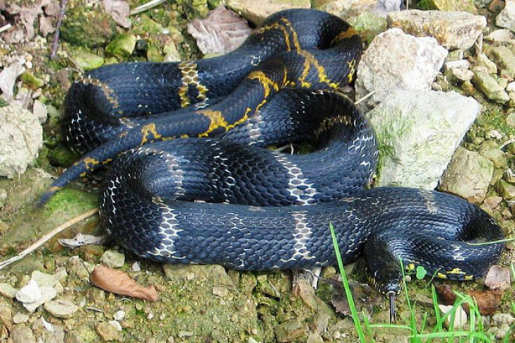 Черная змея в кустах напугала жительницу Новосибирска