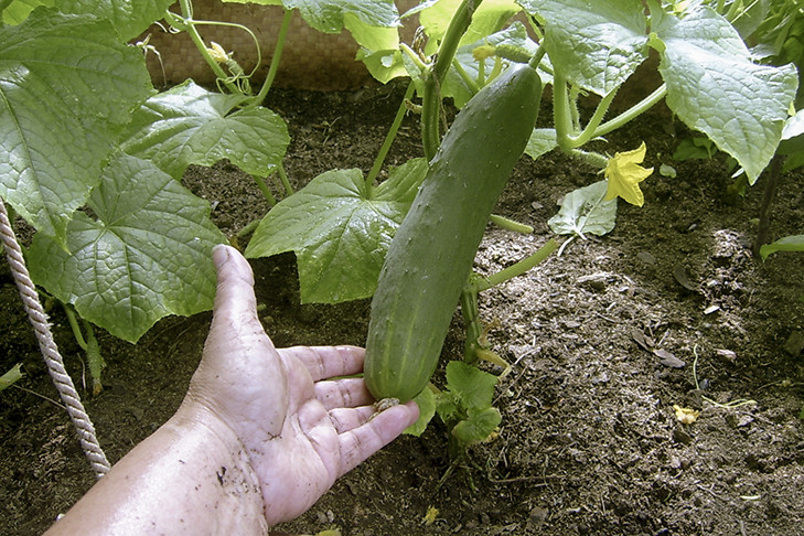 Тепло до +25 градусов придет в Новосибирск в день Авдотьи Малиновки 17 августа