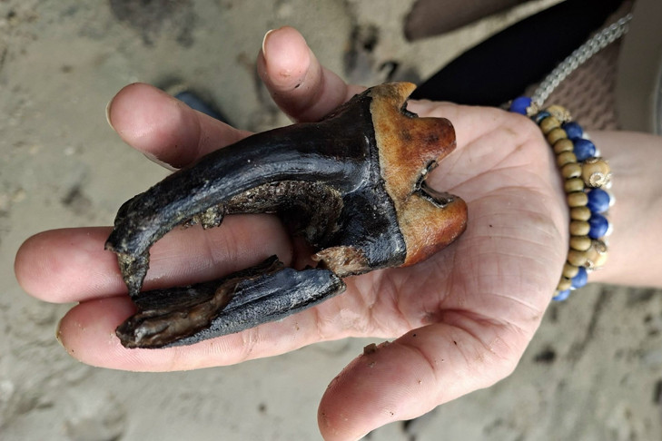 Огромный зуб носорога найден на берегу Оби под Новосибирском