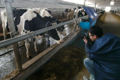 Ирменские коровы удивили китайского журналиста 