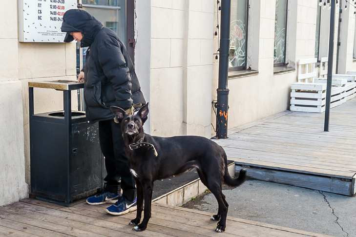 Житель Новосибирска сбросил с балкона собаку своей девушки