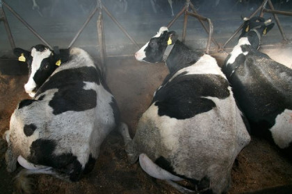 Борьбу с вирусом лейкоза у молочных коров ведут животноводы 