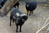 Овцеводы Новосибирской области оценили возможность биржевой торговли шерстью