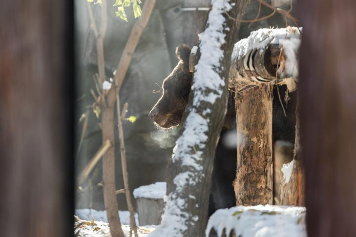 Фотографировать медведей в лесу запретили жителям Новосибирска