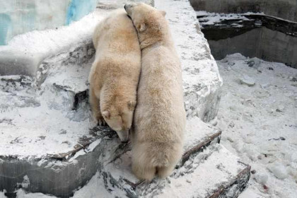 Белые медведи Норди и Шайни пропали из вольера в Новосибирском зоопарке