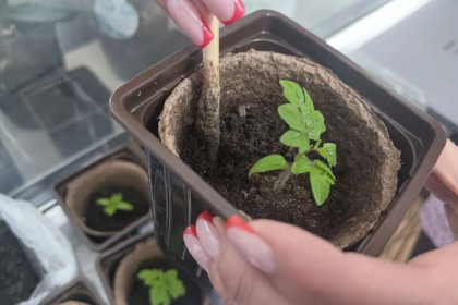 Благоприятные дни для посева весной-2026 опубликованы в Новосибирской области