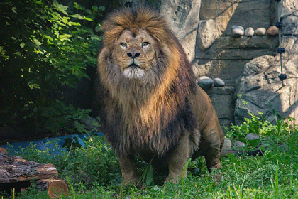Лев Ричард из Перми провел первый день в Новосибирском зоопарке